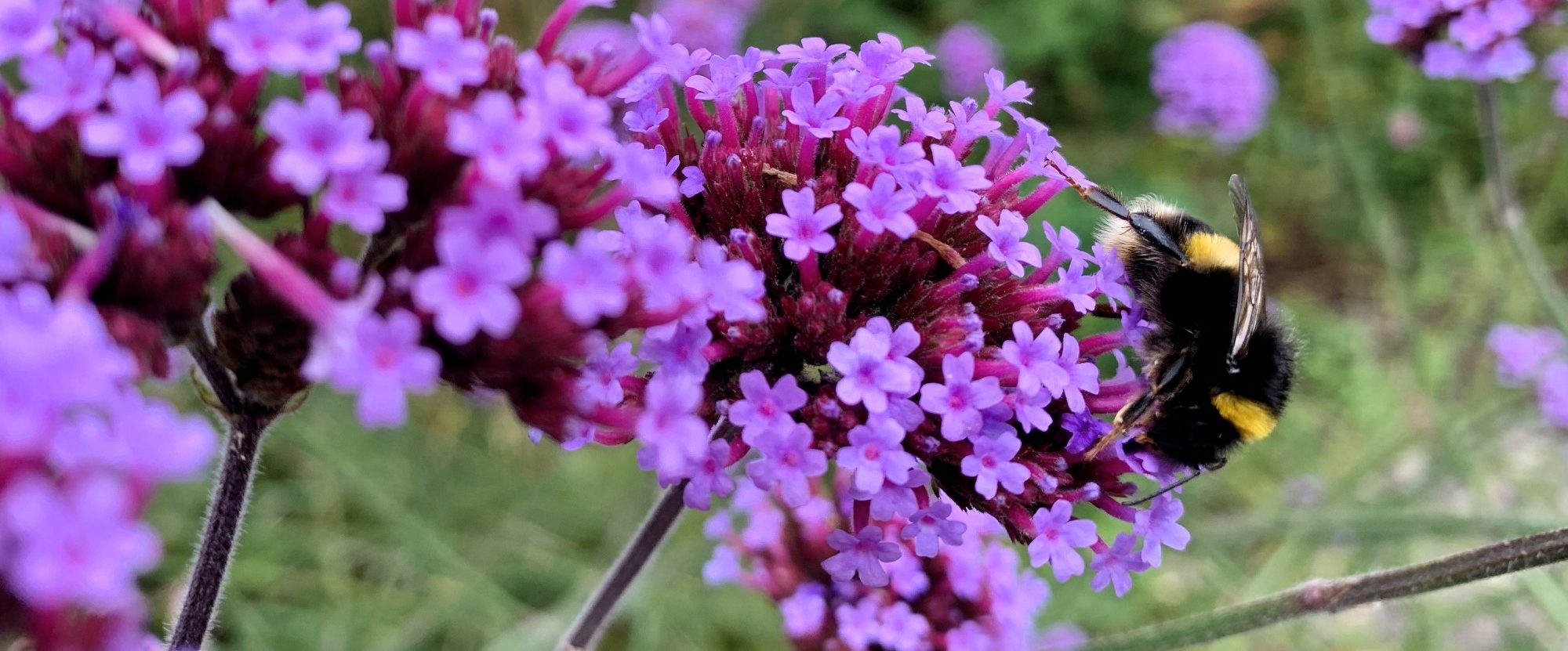 Discover with us Cornwall's gardens and wildlife