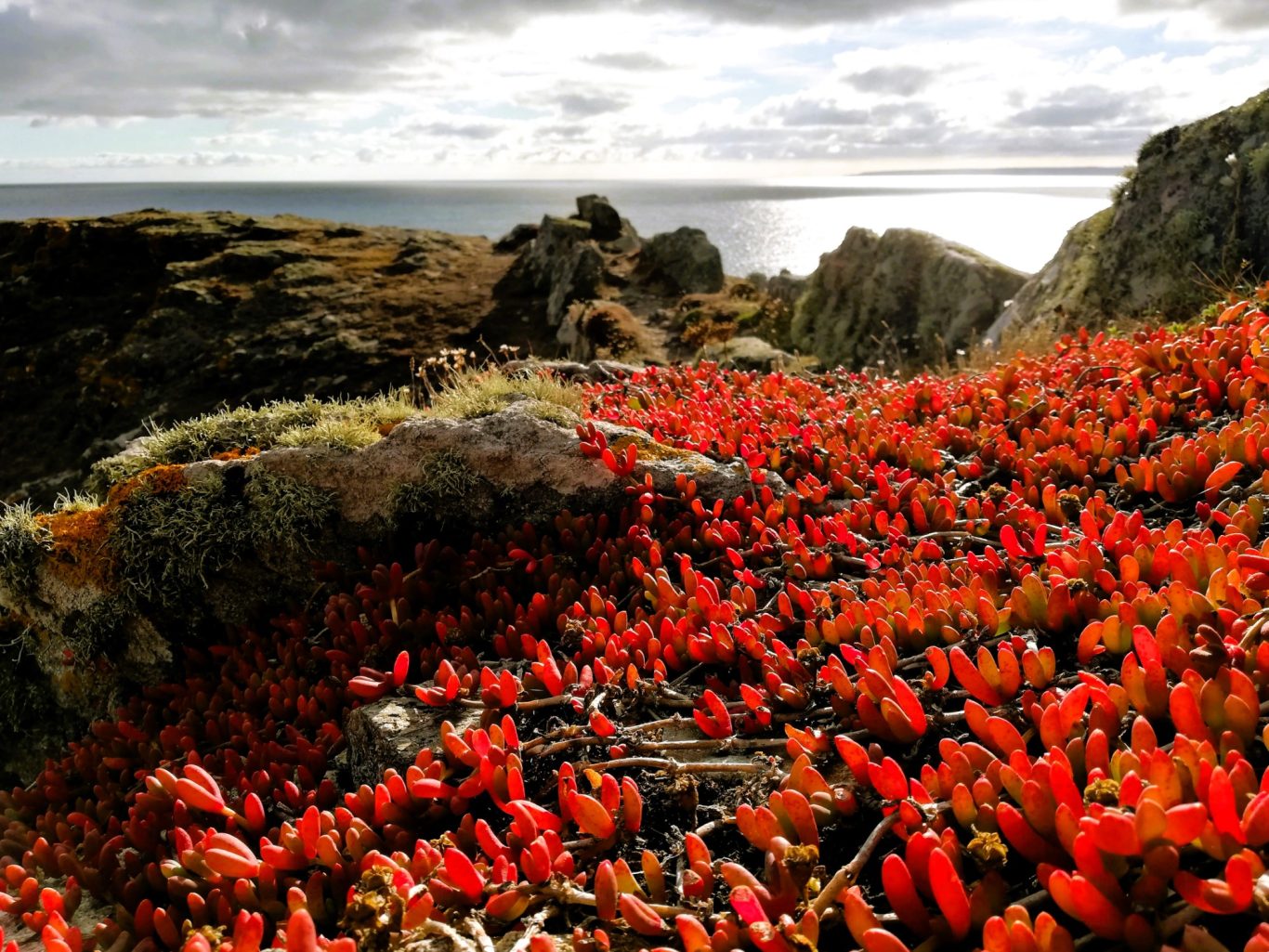 Rinsey Head